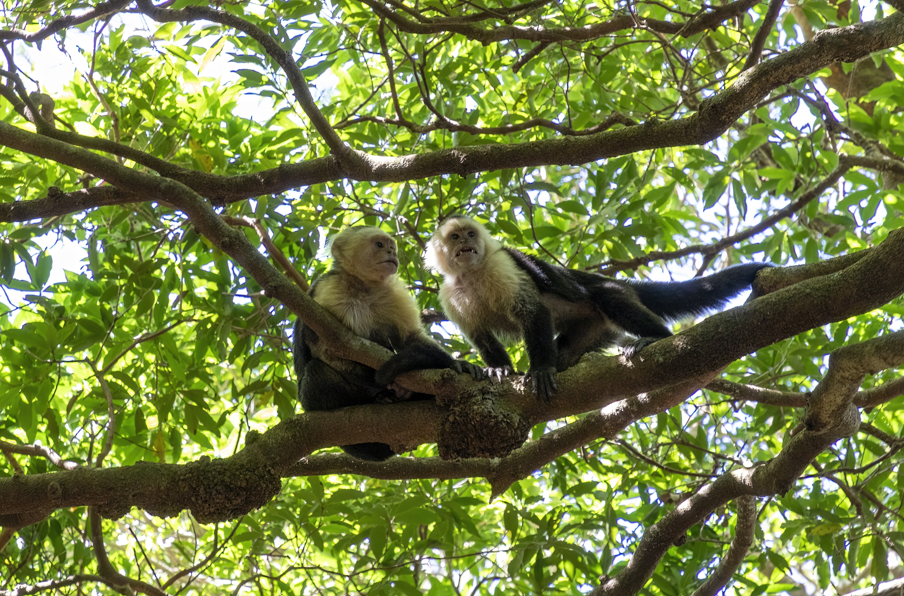 Capuchin Monkey, Rincon National Park, Costa Rica